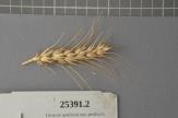 Click for 1 image(s) for this accession. Spike
